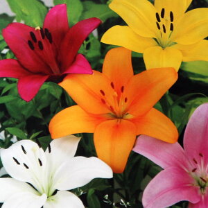 yz LA  ԋ  3Zbg ԋ ̉ A nA K[fjO  [