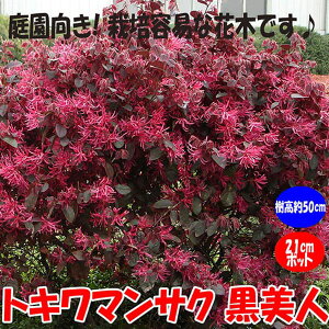 yzgL}TN l 18cm|bg 40`60cm Bޏ蒼  [