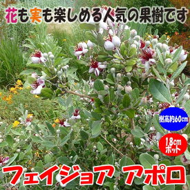 【送料無料】フェイジョア アポロ:花も美しい庭園向き果樹 18cmポット:樹高約40～60cm【九州圃場より直送】