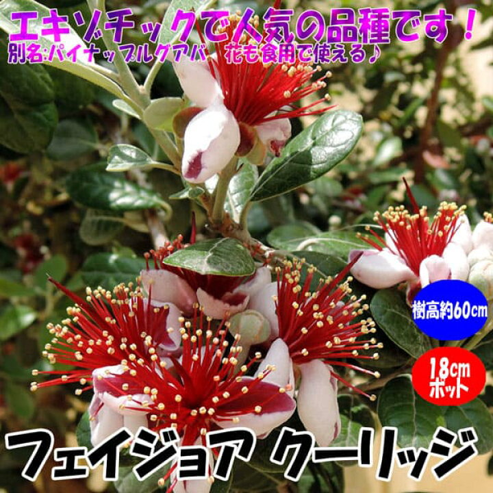 楽天市場 送料無料 フェイジョア クーリッジ 花も美しい庭園向き果樹 18cmポット 樹高約40 60cm 九州圃場より直送 植物販売のｉｔａｎｓｅ楽天市場店