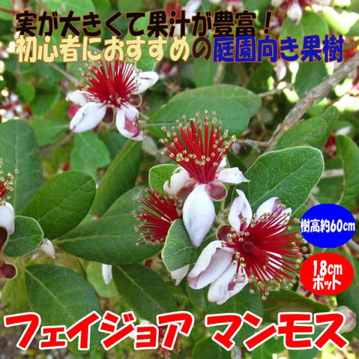楽天市場 送料無料 フェイジョア マンモス 花も美しい庭園向き果樹 18cmポット 樹高約40 60cm 九州圃場より直送 植物販売のｉｔａｎｓｅ楽天市場店