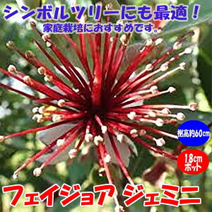 フェイジョア 花の人気商品 通販 価格比較 価格 Com