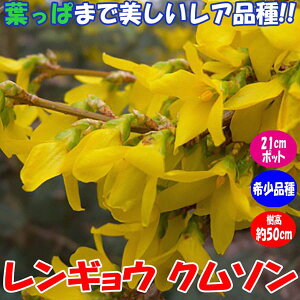 yzME N\ Ai!!t뉀Ԗ 24cm|bg:30`50cm Bޏ蒼  [