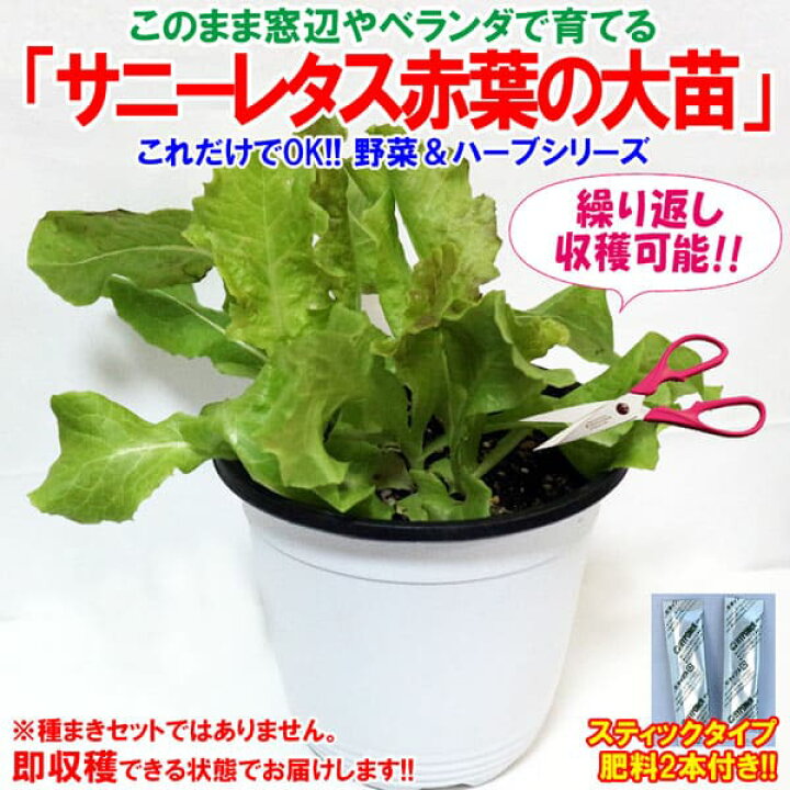 楽天市場 送料無料 これだけでok サニーレタス 赤葉 ロロロッサ 野菜苗 15cm硬質ポット大苗1個 肥料付き 簡単栽培 窓辺 室内 ベランダ キッチン 料理 レシピ 栽培キット 栽培セット プレゼント ギフト 贈答 植物販売のｉｔａｎｓｅ楽天市場店