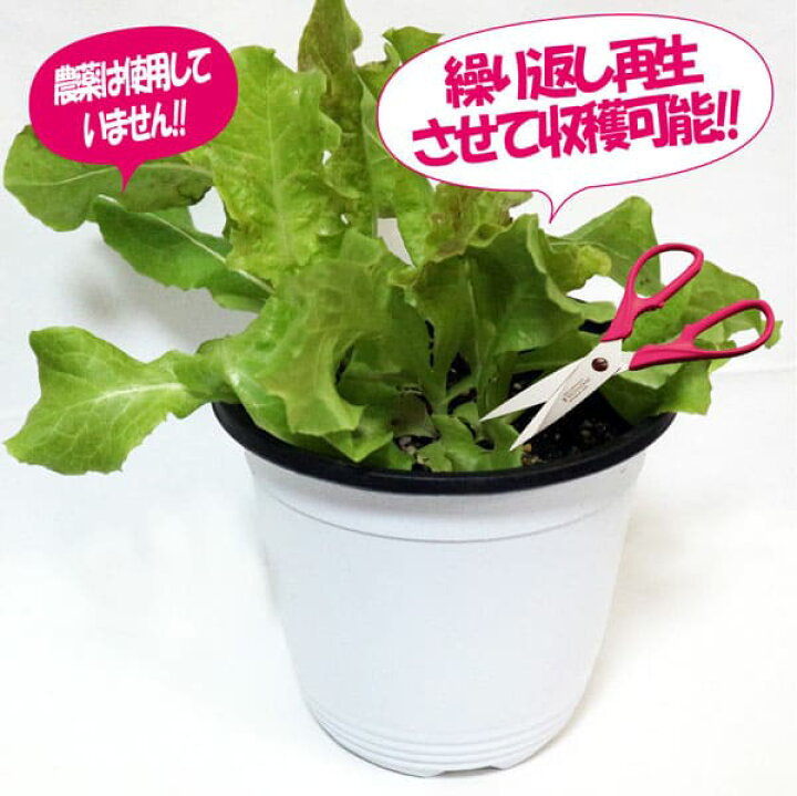 楽天市場】【送料無料】これだけでOK！サニーレタス 赤葉 ロロロッサ 