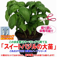 【送料無料】これだけでOK！スイートバジル ハーブ苗 18cm硬質ポット大苗1個 肥料付き バジル苗 野菜苗 …