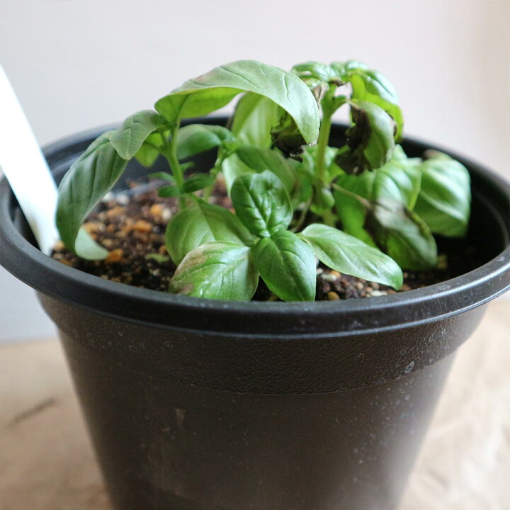 楽天市場 送料無料 これだけでok スイートバジル ハーブ苗 18cm硬質ポット大苗1個 肥料付き バジル苗 野菜苗 窓辺 室内 ベランダ キッチン 料理 レシピ 栽培キット 栽培セット プレゼント ギフト 贈答 植物販売のitanse楽天市場店 楽天市場 送料無料 これだけでok スイートバジル ハーブ苗 18cm硬質ポット大苗1個 肥料付き バジル苗 野菜苗 窓辺 室内 ベランダ キッチン 料理 レシピ 栽培キット 栽培セット プレゼント ギフト 贈答 植物販売のitanse楽天市場店
