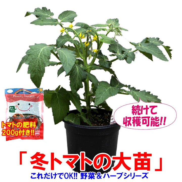 楽天市場 送料無料 これだけでok 冬トマト 野菜苗 18cm硬質ポット大苗1個 トマト専用肥料付 ミニトマト苗 矮性 窓辺 室内 ベランダ キッチン 料理 レシピ 栽培キット 栽培セット プレゼント ギフト 贈答 植物販売のｉｔａｎｓｅ楽天市場店