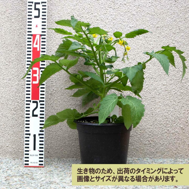 楽天市場 送料無料 これだけでok 冬トマト 野菜苗 18cm硬質ポット大苗1個 トマト専用肥料付 ミニトマト苗 矮性 窓辺 室内 ベランダ キッチン 料理 レシピ 栽培キット 栽培セット プレゼント ギフト 贈答 植物販売のｉｔａｎｓｅ楽天市場店