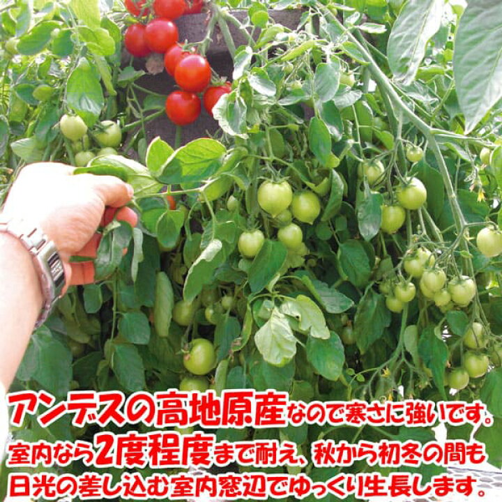 楽天市場 送料無料 これだけでok 冬トマト 野菜苗 18cm硬質ポット大苗1個 トマト専用肥料付 ミニトマト苗 矮性 窓辺 室内 ベランダ キッチン 料理 レシピ 栽培キット 栽培セット プレゼント ギフト 贈答 植物販売のｉｔａｎｓｅ楽天市場店