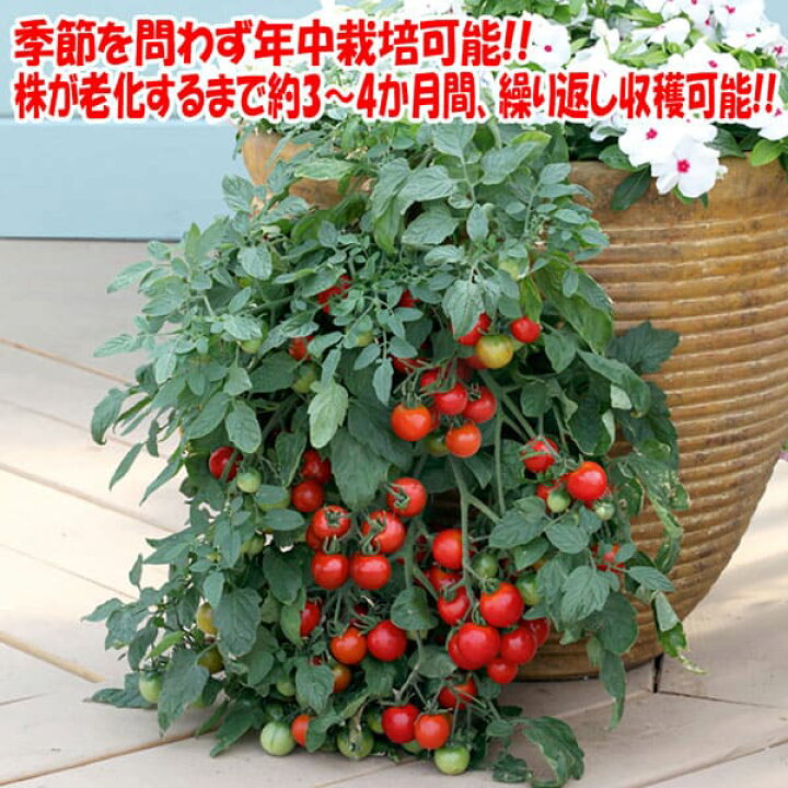楽天市場 送料無料 これだけでok 冬トマト 野菜苗 18cm硬質ポット大苗1個 トマト専用肥料付 ミニトマト苗 矮性 窓辺 室内 ベランダ キッチン 料理 レシピ 栽培キット 栽培セット プレゼント ギフト 贈答 植物販売のｉｔａｎｓｅ楽天市場店