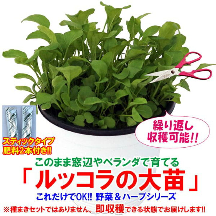 楽天市場 送料無料 これだけでok ルッコラ ハーブ苗15cm硬質ポット大苗 1個売り 多収穫 何度も収穫 野菜苗 窓辺 室内 ベランダ キッチン 料理 レシピ 栽培キット 栽培セット プレゼント ギフト 贈答 植物販売のｉｔａｎｓｅ楽天市場店