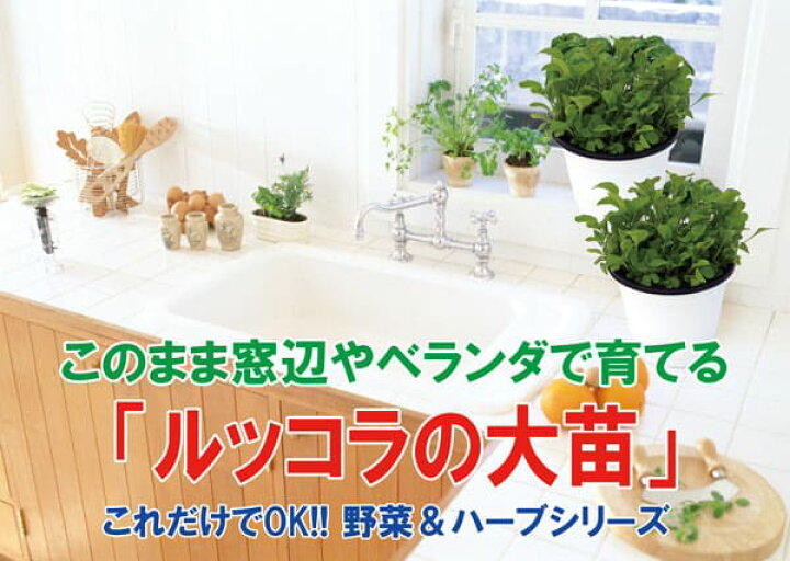 楽天市場 送料無料 これだけでok ルッコラ ハーブ苗15cm硬質ポット大苗 1個売り 多収穫 何度も収穫 野菜苗 窓辺 室内 ベランダ キッチン 料理 レシピ 栽培キット 栽培セット プレゼント ギフト 贈答 植物販売のｉｔａｎｓｅ楽天市場店