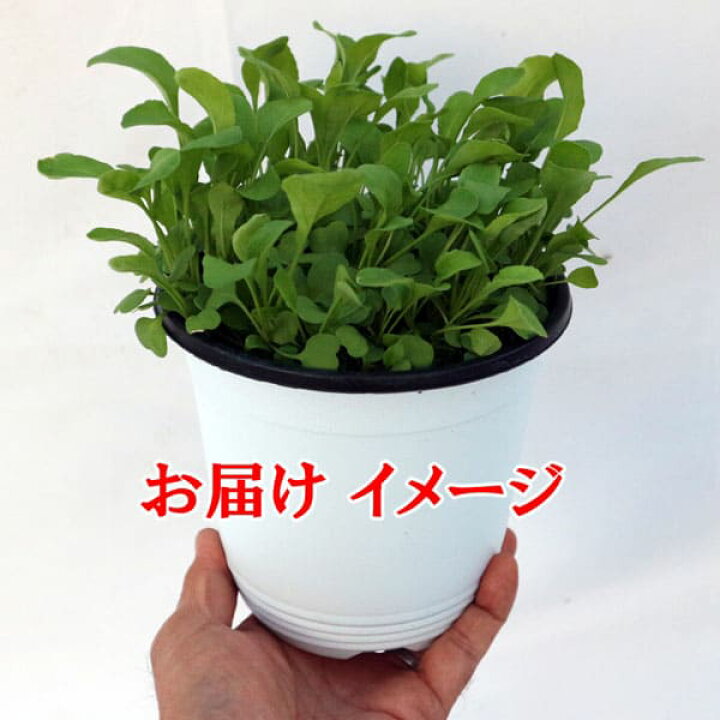 楽天市場 送料無料 これだけでok ルッコラ ハーブ苗15cm硬質ポット大苗 1個売り 多収穫 何度も収穫 野菜苗 窓辺 室内 ベランダ キッチン 料理 レシピ 栽培キット 栽培セット プレゼント ギフト 贈答 植物販売のｉｔａｎｓｅ楽天市場店