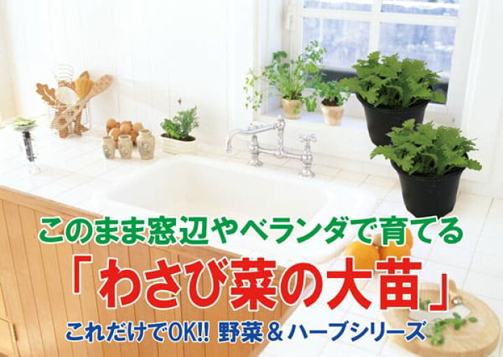 楽天市場 送料無料 これだけでok わさび菜 野菜苗 18cm硬質ポット大苗1個 肥料付き 多収穫 何度も収穫 窓辺 室内 ベランダ キッチン 料理 レシピ 栽培キット 栽培セット プレゼント ギフト 贈答 植物販売のｉｔａｎｓｅ楽天市場店
