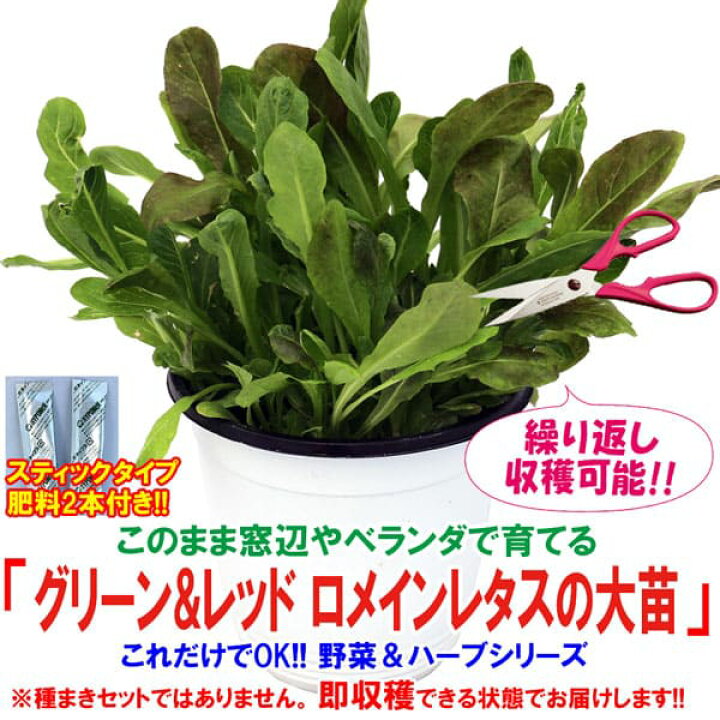 楽天市場 送料無料 これだけでok グリーン レッドロメインレタス 2色ミックス コスレタス 野菜苗 15cm硬質ポット大苗 1個 肥料付き 簡単栽培 窓辺 室内 ベランダ キッチン 料理 レシピ 栽培キット 栽培セット 植物販売のitanse楽天市場店 楽天市場 送料無料 これだけでok グリーン レッドロメインレタス 2色ミックス コスレタス 野菜苗 15cm硬質ポット大苗 1個 肥料付き 簡単栽培 窓辺 室内 ベランダ キッチン 料理 レシピ 栽培キット 栽培セット 植物販売のitanse楽天市場店