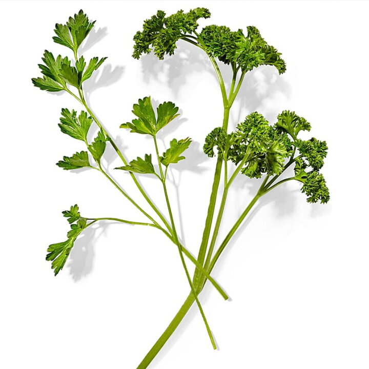 楽天市場 マラソン期間中 P5倍 イタリアンパセリの大苗 繰り返し何回も収穫可能 室内 戸外通年栽培用大苗 肥料付き 野菜の苗 15cm硬質ポット大苗 1個売り パセリ苗 イタリアンパセリ苗 野菜苗 ハーブ苗 ハーブの苗 栽培セット セット販売 家庭菜園 ガーデニング