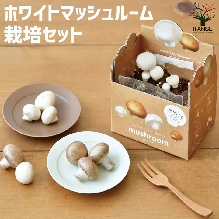 楽天市場 送料無料 おうちでできるキノコ栽培キットホワイトマッシュルーム 野菜の苗 1 1個売り キノコ きのこ 茸 マッシュルーム 菌床 赤玉土 栽培セット 植物販売のｉｔａｎｓｅ楽天市場店