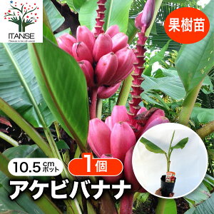 yzAProii 3.5|bg oiic oii c ϊ cؔ̔ n  ⏬ A InA ͔| ɋ  [ 