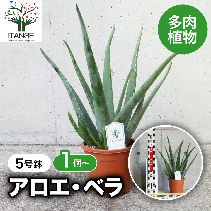 楽天市場】【送料無料】アロエ ベラ ハーブの苗 多肉植物苗5号鉢苗 