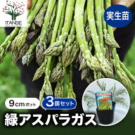 【送料無料】アスパラガス緑 ( 品種:ウェルカム ) 実生苗 野菜 実生苗9cmポット 野菜苗 あすぱらがす ベ…