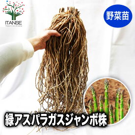 【送料無料】緑アスパラガス株 サイズ選べます ちょいサイズ〜ギガジャンボサイズ 野菜苗 野菜株 大株 苗 球根 畑 露地栽培 ハウス栽培 庭園 ベランダ 料理 レシピ 収穫 人気 あすぱらがす 送料無料 即納