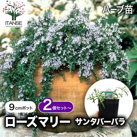 【送料無料】ローズマリー サンタバーバラ ハーブ苗 9cmポット 2個〜 ローズマリー苗 ドライハーブ 農園 グランドカバー ベランダ 庭園 ハーブティー 露地 ドライフラワー ポプリ 入浴剤 花木 送料無料 即納