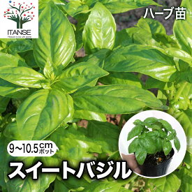 【送料無料】スイートバジル ハーブ苗 9〜10.5cmポット バジル苗 コンパニオンプランツ 寄せ植え ドライハーブ 農園 グランドカバー ベランダ 庭園 アロマテラピー ハーブティー 露地 料理 送料無料 即納