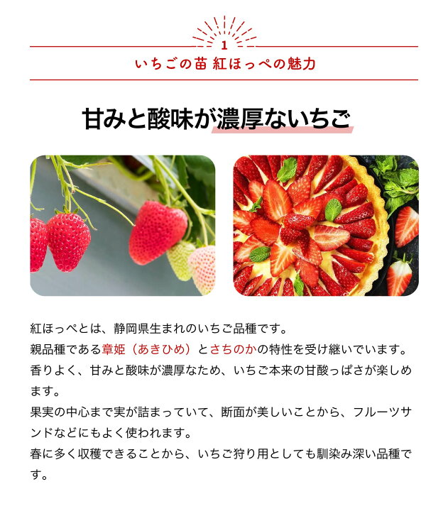 楽天市場】【送料無料】いちごの苗 紅ほっぺ 野菜の苗 3号 イチゴ苗 