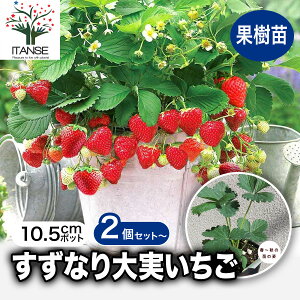 【送料無料】すずなり大実いちご 2個セット〜 野菜苗 10.5cmポット いちご苗 イチゴ苗 苺苗 ストロベリー いちご狩り ガーデング 家庭菜園 農場 農園 露地 ベランダ 多収穫 果樹苗 プレゼント