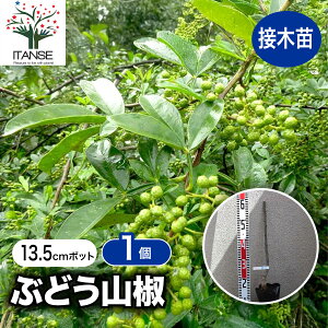 yzR̕c ԂǂR ( uhETV ) ʎ̕c 13.5cm|bg 1N ږؕc 1 Rc 񂵂傤c 񂵂c TVEc TVc ԎRc ԎRc ԎR