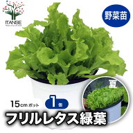 【送料無料】これだけでOK！フリルレタス緑葉 ロログリーン 野菜苗 15cm硬質ポット大苗1個 肥料付き 簡単…