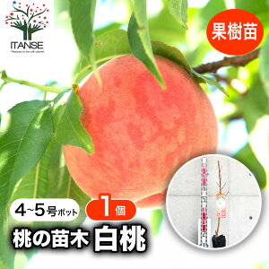 y}\N[|zzz̕c  ʎ̕c 4`5|bg 1 c ̕c c ̕c ̕c c ̕c K[fjO ƒ؉  [