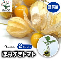 楽天市場】食用 ホオズキ 苗の通販