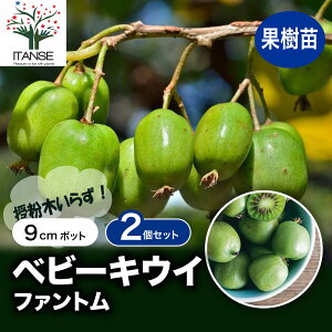 yzxr[LEC t@g ʎc 9cm|bg 2Zbg TiV c RN Â t[c ϊ t c A ƌ _CGbg XC[c x_ In _ lC i 