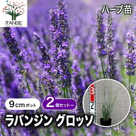 【送料無料】ラバンジン グロッソ ラベンダーの苗 ハーブの苗 9cmポット ラベンダーの苗 ラベンダー苗 フ…