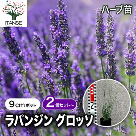 【送料無料】ラバンジン グロッソ ラベンダーの苗 ハーブの苗 9cmポット ラベンダーの苗 ラベンダー苗 フレンチラベンダー ラヴェアンナ ハーブ苗 ハーブの苗 花の苗 家庭菜園 ガーデニング 送料無料 即納