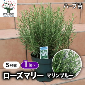 【送料無料】ローズマリー マリンブルー ハーブ苗 5号鉢 ローズマリーの苗 苗木 大苗 ハーブ ハーブ苗 家庭菜園 料理 鑑賞 栽培 庭園菜園 農場 ベランダ 庭 健康 趣味 ハーブ枕 鉢植え 精油 アロマ クラフト用 ポプリ 送料無料 即納