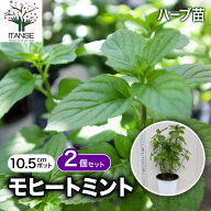 【送料無料】モヒートミント 10.5cm おうちで簡単！育てやすい10.5cmポットハーブ苗シリーズ！ 根張り 大…