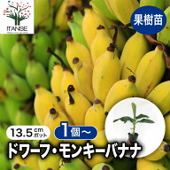 【送料無料】モンキーバナナ 4.5号ポット 1個 バナナ 苗 バナナ苗 モンキー 苗木 栽培セット 矮性 鉢植え…