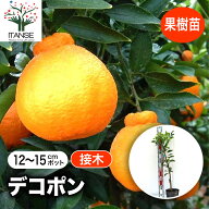 【送料無料】デコポンの苗木 不知火 果樹苗 接木苗12〜15cmポット 1個 デコポン苗 デコポンの苗 不知火苗…