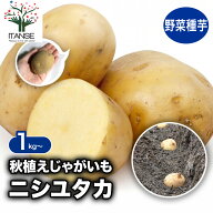 【マラソン★P5倍】ニシユタカ 秋植えじゃがいもの種芋 種芋 じゃがいも ジャガイモ じゃが芋 種芋 種い…