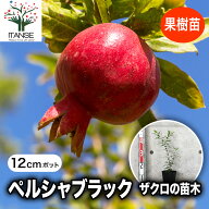 【送料無料】ペルシャブラック ザクロの苗木 果樹の苗木 12cmポット 挿し木苗 1個売り ザクロ苗 ザクロの…
