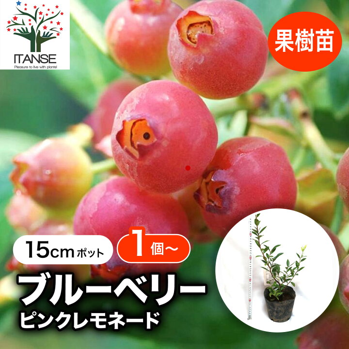 楽天市場】【マラソンP☆5倍】ブルーベリー 苗木 ピンクレモネード 