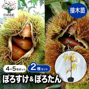 y}\N[|zzzlČIc ۂ낽񁕂ۂ낷2iZbg ʎc 1`2N ږؕc4`5|bge1 I̕c Nc c c c ڂؕc a炪ނ₷ {I V