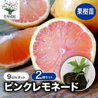 【送料無料】レモン ピンクレモネード 果樹苗 9cmポット挿し木苗 2個セット レモン苗 檸檬 れもん ベラン…