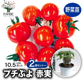 【送料無料】プチぷよ2 赤実 新食感！薄皮ミニトマト 10.5cmポット自根苗 野菜苗 ミニトマト苗 みにとまと苗 プチトマト苗 ベランダ 露地栽培 tomato 春植え 夏植え 春野菜 夏野菜 PVP 送料無料 即納