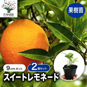 【マラソン期間★ポイント5倍】レモン スイートレモネード 果樹苗 9cmポット挿し木苗 2個セット レモン苗 檸檬 れもん ベランダ 苗木 柑橘 香酸 ミカン 農園 農場 露地 シンボルツリー 耐寒性