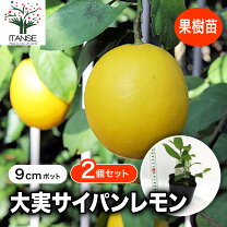楽天市場】菊池 レモン 苗木の通販