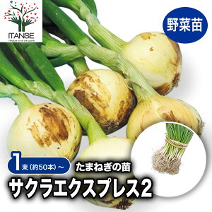 y}\N[|zzzʂ˂c iFTNGNXvX2 ( ɑ ) ؂̕c 50{  ʂ˂ ʔK ^}lM ܂˂ K c ʂ˂̕c ؕc ƒ؉ ȒP͔| x